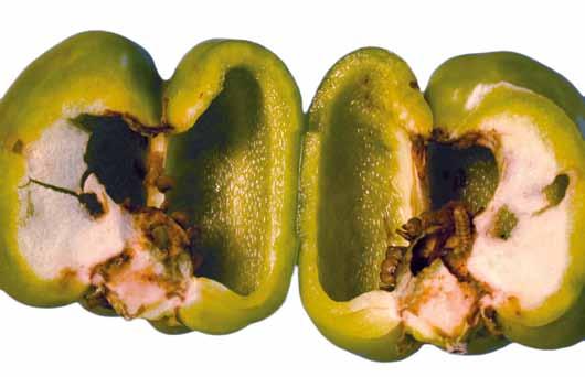 UNECE Explanatory Brochure on the Standard for Sweet Peppers Photo 27 Minimum requirement: free from damage caused by pests affecting the flesh.