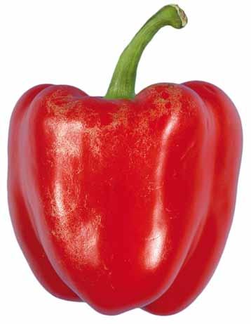 UNECE Explanatory Brochure on the Standard for Sweet Peppers Photo 40
