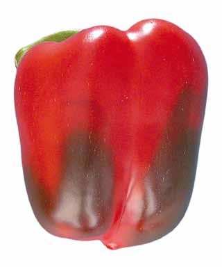 Provisions concerning Quality Photo 42 Classification: Change in coloration as produce ripens allowed in all classes 29 - slight skin defects, such as pitting, scratching, sunburn, pressure marks
