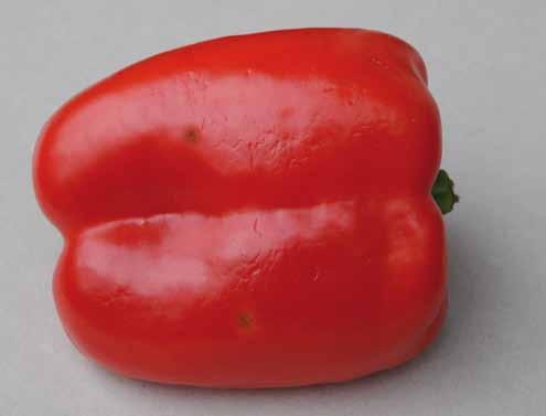UNECE Explanatory Brochure on the Standard for Sweet Peppers Photo 43 Classification: Class I, slight skin defects.