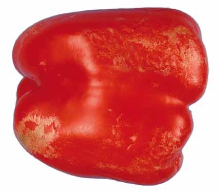 UNECE Explanatory Brochure on the Standard for Sweet Peppers - silvering or damage caused by thrips covering not more than 2/3 of the total surface area.