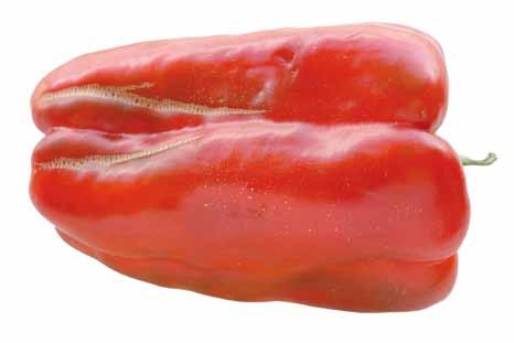 UNECE Explanatory Brochure on the Standard for Sweet Peppers Photo 60 Classification: Class II, skin defects.