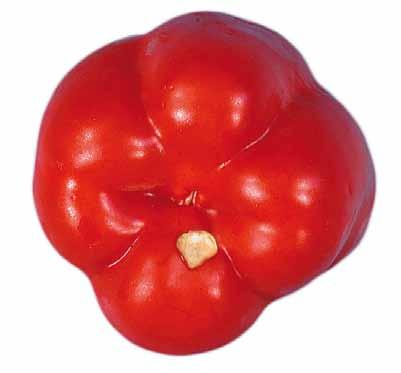 UNECE Explanatory Brochure on the Standard for Sweet Peppers - blossom end deterioration not more than 1 cm 2 Interpretation: Blossom end deterioration is allowed, provided the pale