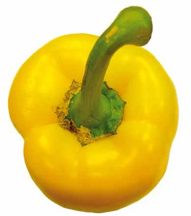 UNECE Explanatory Brochure on the Standard for Sweet Peppers Photo