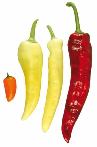 I. Definition of Produce This standard applies to sweet peppers of varieties 1 (cultivars) grown from Capsicum annuum L.