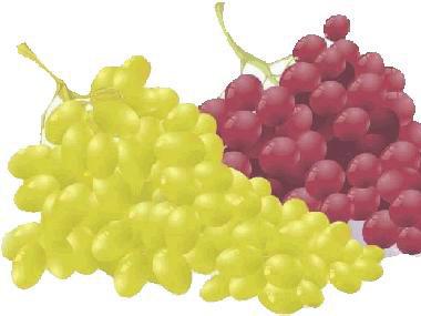 Adams,DO.Phenolics and ripening in grape berries. Am.J.Enol.Vitic.2006,57,249-256 2.Agati,G;Pinelli,P; Cortes-Eb,S; et,al.