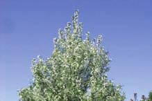 Page 4 Page 13 Selkirk Rosy bloom Crabapple Malus x adstringens 'Selkirk' Mature Size: 25 x 25 (8 m x 8 m) Crown Shape: Rounded, vase-like Flowers: Pink Hardiness: Zone 2 A vigorous grower with pink