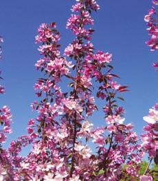 00 Purple Spire Rosy bloom Crabapple Malus x adstringens 'Jefspire' Mature Size: 15 x 6 (5 m x 2 m) Crown Shape: Columnar Flowers: Rosepink (few) Hardiness: Zone 3 The newest member of the Dream