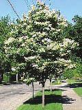 3 This small tree has cherry-like bark, glossy foliage and spectacular creamy-white, fragrant flowers that bloom in June. No disease or insect problems.