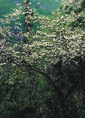 00 Oak leaf Mountain Ash Sorbus thuringiaca 'Fastigiata' Mature Size: 25 x 20 (8 m x 6 m) Crown Shape: