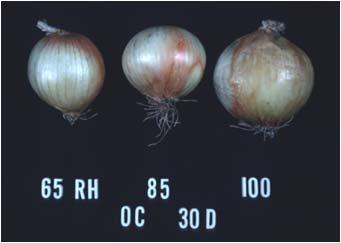 Onion Bulb Storage Well cured Relative humidity 60-70% (reduce molds, rooting) 0 C (32 F) long-term 20-30 C (68-86 F) 1-2 months 5-18 C (41-65 F) favor