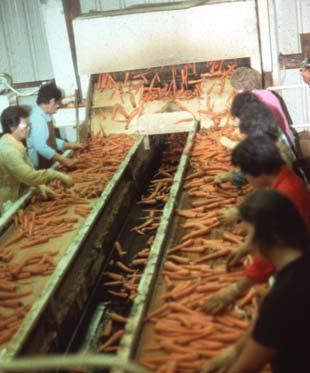 After sizing, carrots are