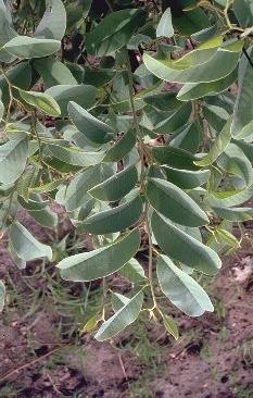 Annona senegalensis leaves (Joris de Wolf, Patrick Van Damme, Diego Van Meersschaut) Leaves alternate, simple, oblong, ovate or elliptic, 6-18.5 x 2.5-11.