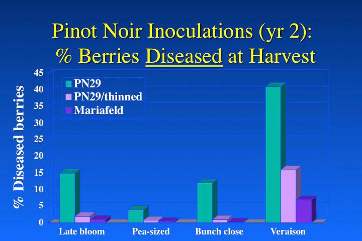 Effect of cluster tightness on disease spread. Selected clusters on vines of Pinot noir clone 29 were hand-thinned after fruit set to approximate the looseness of those of the Mariafeld clone.