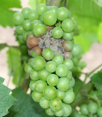 Selected vines received four weekly foliar sprays of urea (8 lb/a) starting at veraison (N+) whereas others did not (N-).