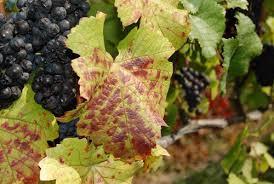Impact of RB disease on grape & wine composition Much not