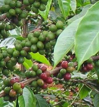 Coffee production and consumption in 2020 Predicted growth in demand 15% or 1.3 Mt to 9.