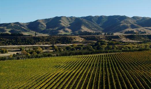 WINERY REVIEW: VILLA MARIA Seddon vineyard Zealand s wine industry that he helped develop.