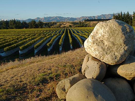In Marlborough they have a number of vineyards situated both in the Awatere Valley and the Wairau Valley.