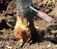 Crown rot is a disease of the rootstock portion of the tree. It affects the portion where the root joins the stem.