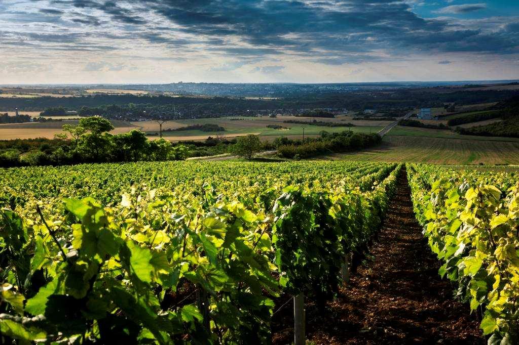 Vignobles & Découvertes : the Auxerrois - the fifth Bourgogne winegrowing region seeks national certification The Auxerrois winegrowing region has submitted its application to the Conseil Supérieur