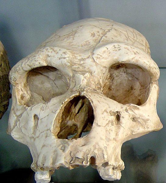 Homo Erectus Is More Intelligent About 1.