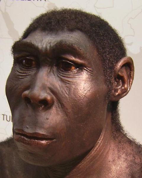 Homo erectus used fire The bands of hunters may have carried torches to drive herds of animals into marshes The control of fire helped Homo erectus settle new