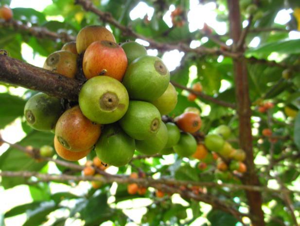 (a) Coffea robusta (b) Coffea arabica Common names Kahveh,