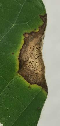 Conditions that Favor Disease Frogeye leaf spot is most severe when warm, humid weather with frequent rain persists for extended periods.