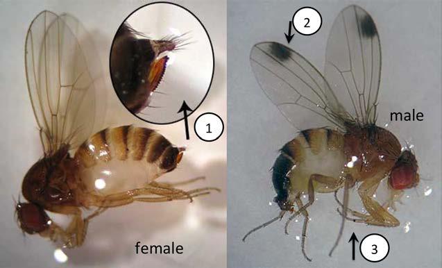 2 MICHIGAN SWD MANAGEMENT GUIDE FOR CHERRY LAST UPDATED 12/3/2015 Fig. 1. Life cycle and development times for spotted wing drosophila associated different temperatures.