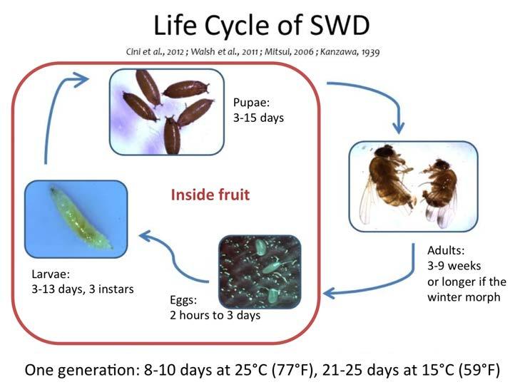 The pupal stage lasts between 3-15 days. Adults last 3-9 weeks or longer if it is the winter morph. SWD lifecycle. SWD development is largely driven by temperature and day length (Fig. 1).