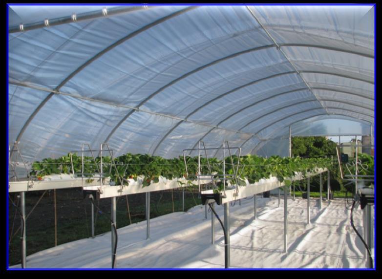 EXP. I: PRODUCTION FOR EARLY FRUIT RIPENING UNDER HIGH TUNNEL (2 nd harvest of plants used previously for