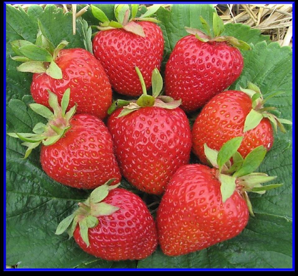 GRANDAROSA Granda x Camarosa (submitted into the Polish National List of Fruit Plant Varieties in