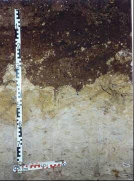 sandy-gravelly soils (GS et SG; low SWHC) 2 limestone