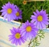 Flower Seeds - Imagine a vase of brightly coloured flowers or a