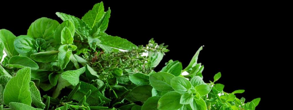Herb Seeds - there s nothing better than picking fresh herbs from