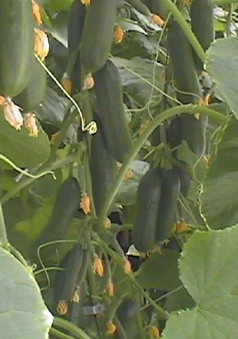 Beit Alpha Cucumber: A New Greenhouse Crop for Florida 2 48), both available through the EDIS (Electronic Data Information Source) On-line Catalog (edis.ifas.ufl.edu).