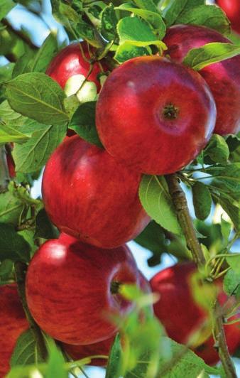 A2582 Home Fruit Cultivars for Southern Wisconsin A. Atucha, B.R. Smith, and J. van Zoeren Gardeners can successfully grow many kinds of fruit in southern Wisconsin.