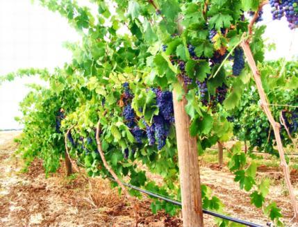 Vineyard Acreage: 4 acres wine grapes Acreage: 1 acre Red Globe table grapes Rootstock: Clone: Irrigation: Drip Water Source: Ag Well Tonnage: Average 3-4 tons per acre Varietals: Mixed, see chart
