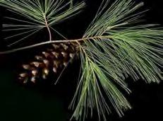 The Big Five Pines (Pinus) Spruce (Picea) Juniper