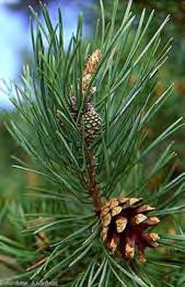 Redwood (Metasequoia glyptostroboides) Needles in