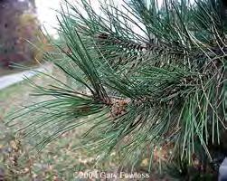 Habit: oval; needles tufted at ends of branches Best for