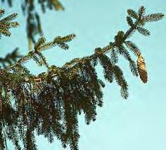 pendulous, 4-6, scales undulate Leaves: green,