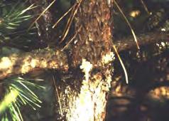 pines Larvae (borers) into