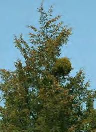 Cedar- hawthorn rust 3.