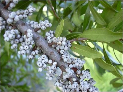 The grayish-blue fruit is ¼ wide and grows in dense clusters along the twigs. The fruit is heavily coated with a smooth wax. Impacts: M.