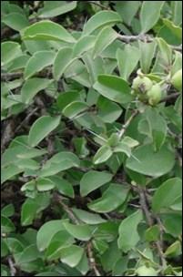 Barbados gooseberry Pereskia aculeata Description: P. aculeata is a woody shrub when young and grows into a climbing, leafy cactus, with branches up to 33 long.