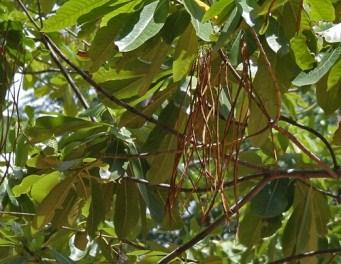 www.florasingura.com Indian Devil Tree Alstonia macrophylla Description: A. macrophylla is a 15-50 tall tree.
