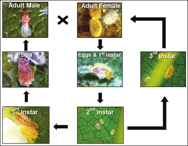 Eriococcus ironsidei Biology and Life Cycle in Hawaii 55 Figure 5. Complete life cycles of female and male E. ironsidei. Literature Cited Conant, P., and C. Hirayama. 2005.
