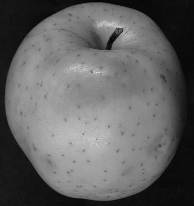 Fig. 2. Golden Delicious apple exhibiting symptoms of peel disorder. Apple was treated the day after harvest with 42 mmolm 3 1-methylcyclopropene in air for 12 h and then held in air at 0.